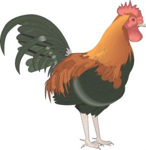 ayam