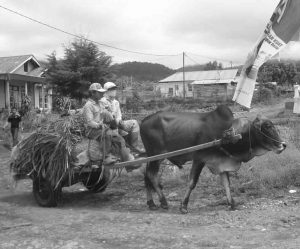 petani-simalungun