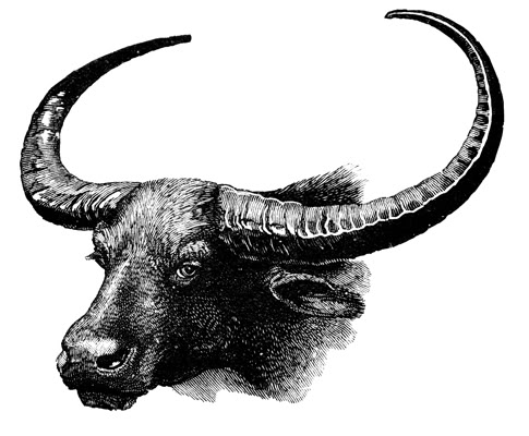 Kerbau, Simbol penting bagi Simalungun, sumber foto: google